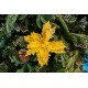 Decoratiune pentru brad in forma de floare, culoare auriu, dimensiune 30x40cm, HB-544